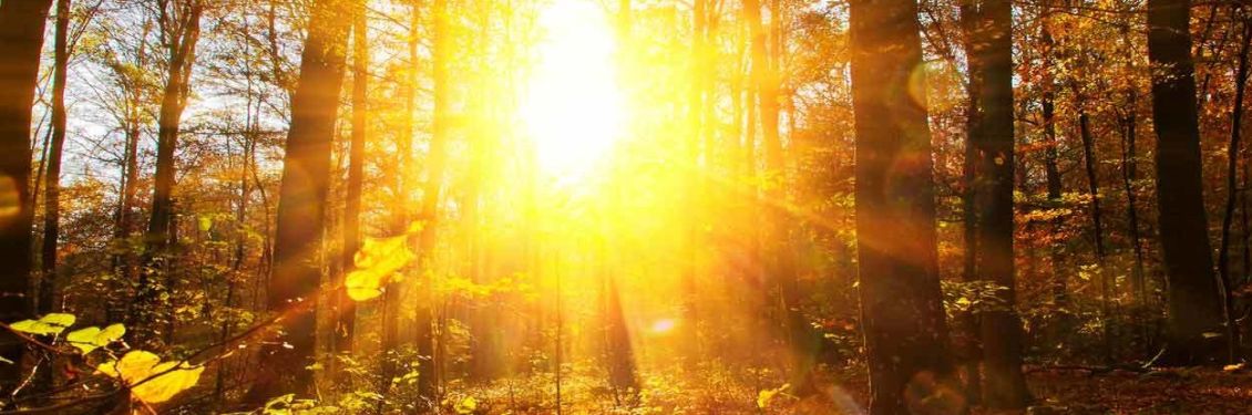 Widerrufsrecht Lebensversicherung Bild von stark scheinender Sonne im Wald